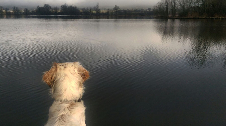 <p>Dogs are welcome under these conditions.</p>

